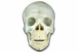 Realistic, Polished Chinese Amazonite Skull #378620-1